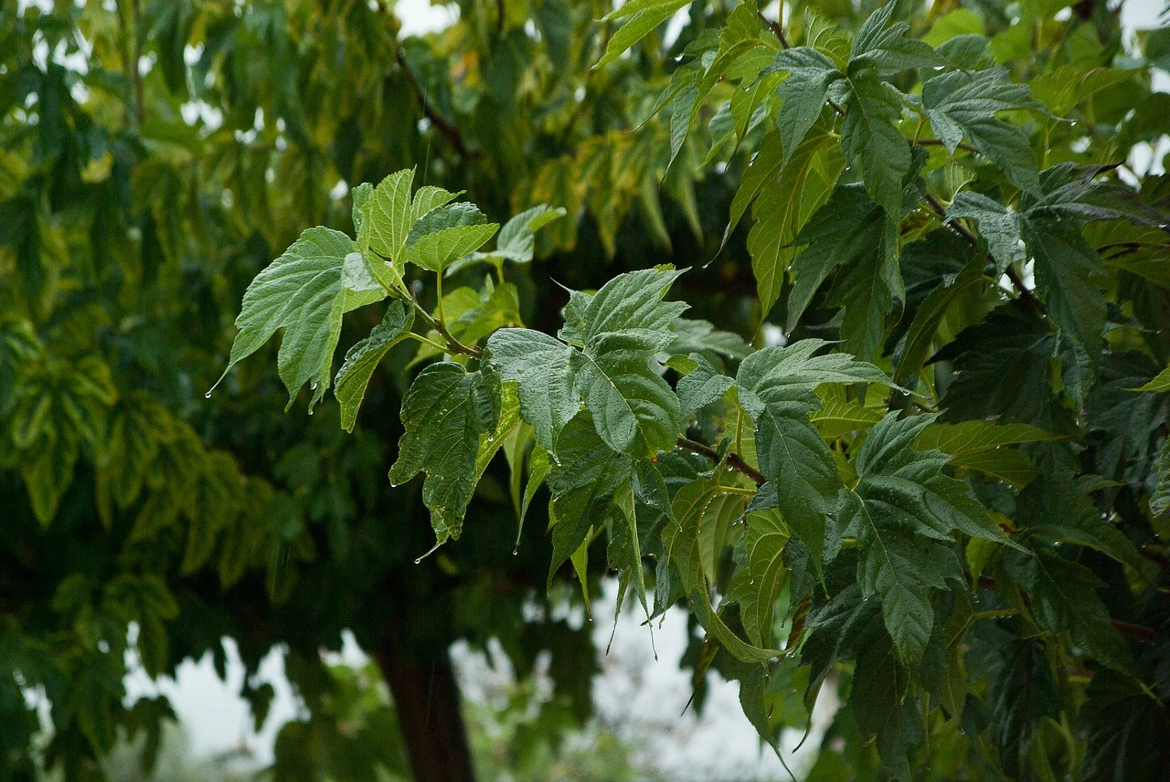 Mûrier platane comment et quand le tailler