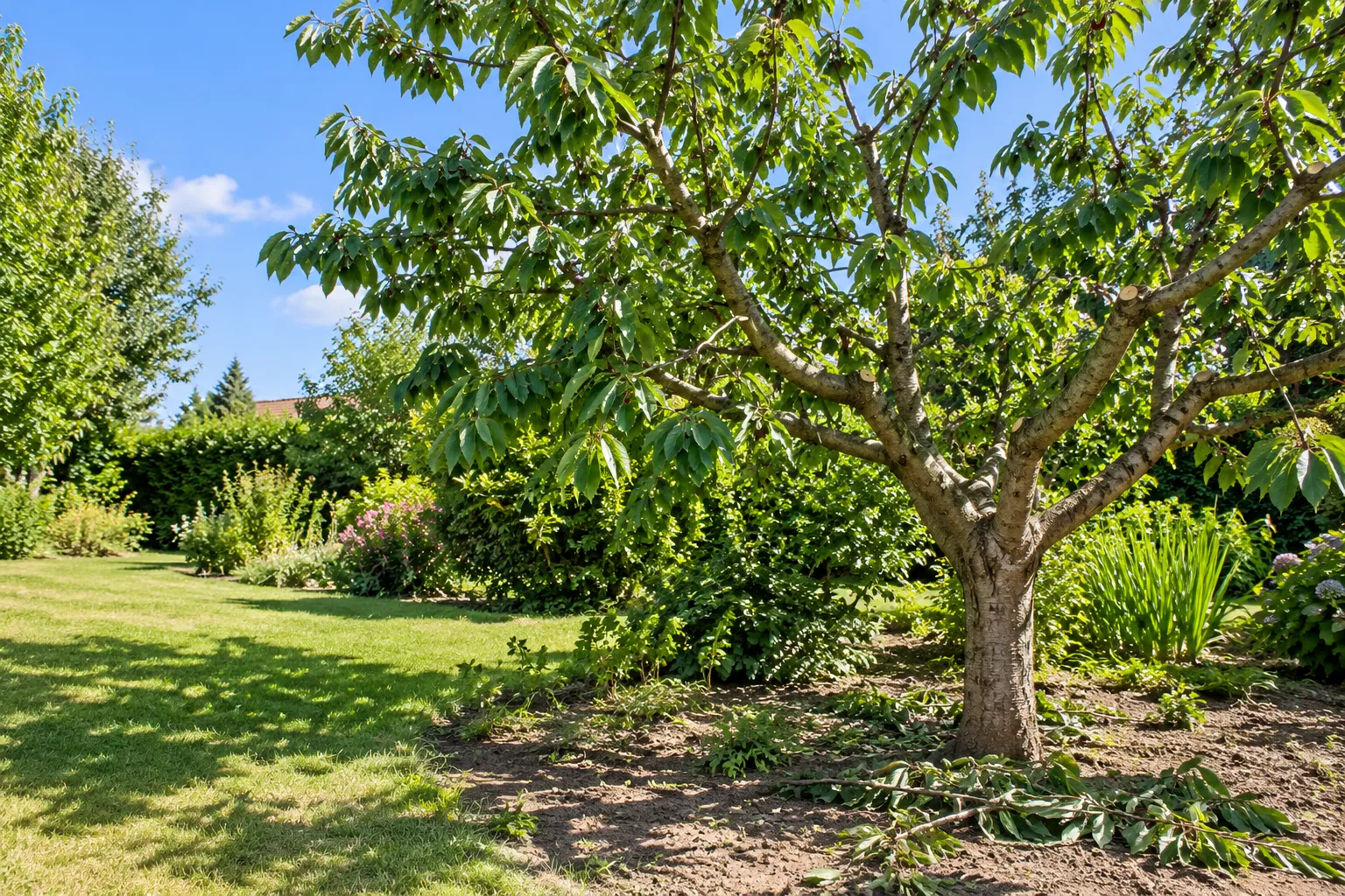 Un arbre fruitier à noyaux dans un jardin, avec un tronc robuste et des branches étalées entouré de pelouse et de buissons.