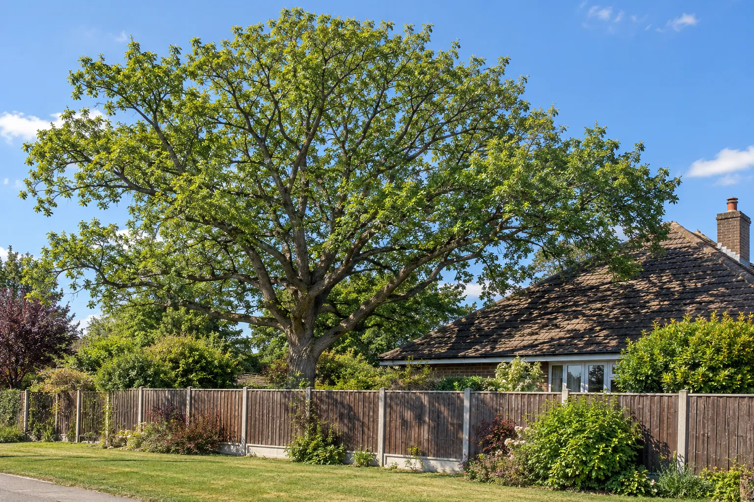 Un grand arbre fruitier ou décoratif se dresse dans un jardin, derrière une haie et une clôture en bois devant une maison à